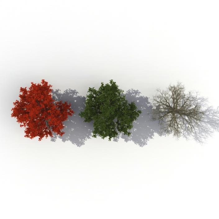 3D model Red Oak Old Tree Set