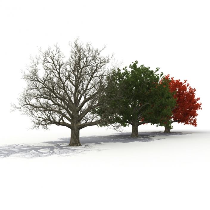 3D model Red Oak Old Tree Set