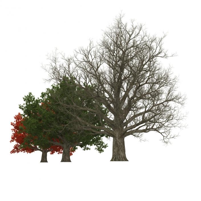 3D model Red Oak Old Tree Set