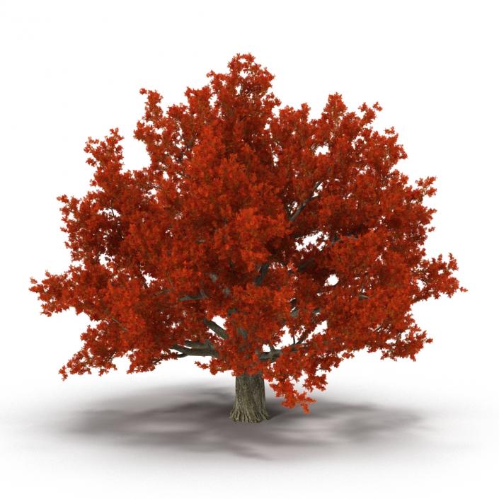 3D model Red Oak Old Tree Set