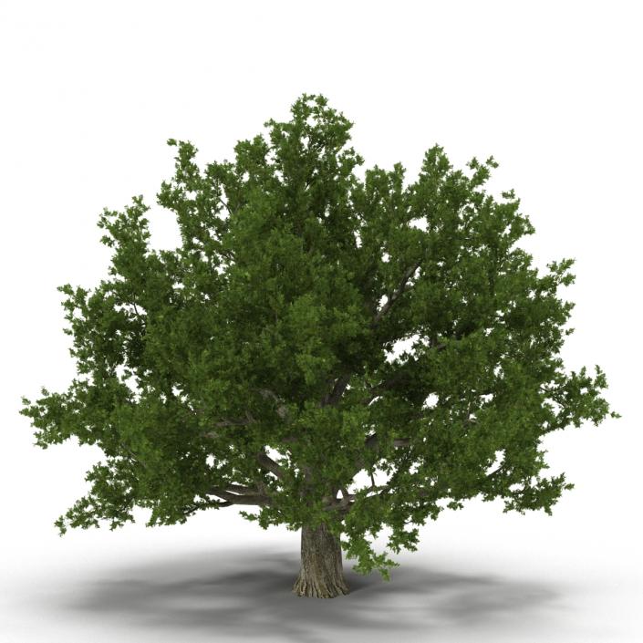 3D model Red Oak Old Tree Set