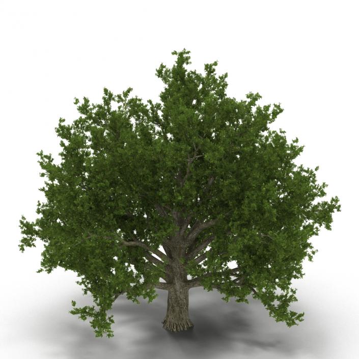 3D model Red Oak Old Tree Set