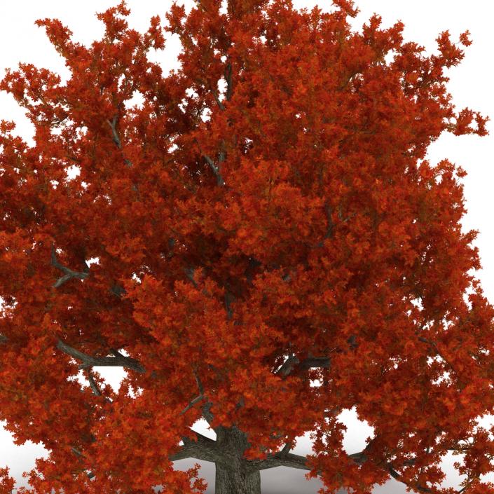 3D model Red Oak Old Tree Set