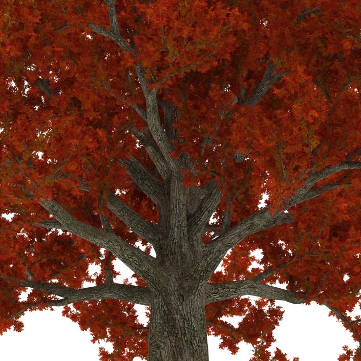 3D model Red Oak Old Tree Set