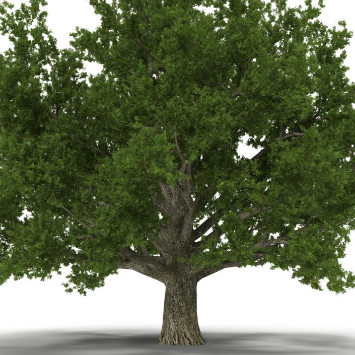 3D model Red Oak Old Tree Set