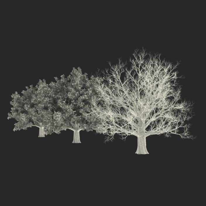 3D model Red Oak Old Tree Set