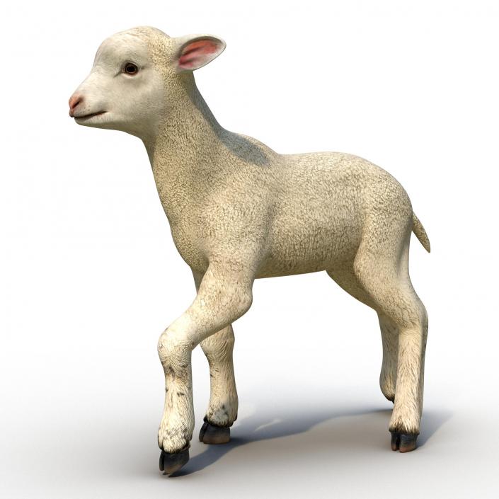 3D Lamb Pose 2