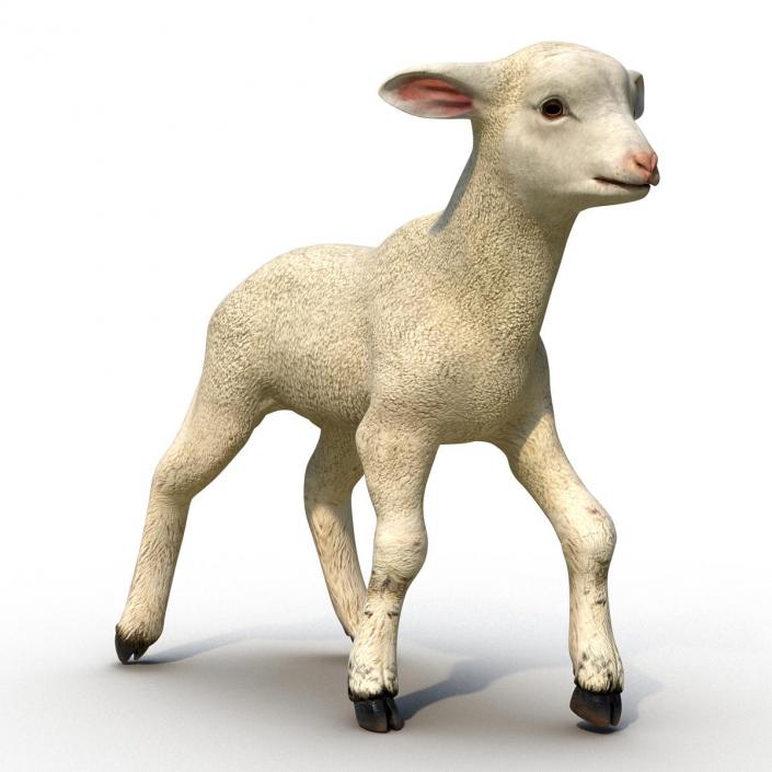 3D Lamb Pose 2