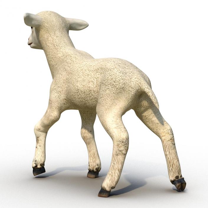 3D Lamb Pose 2