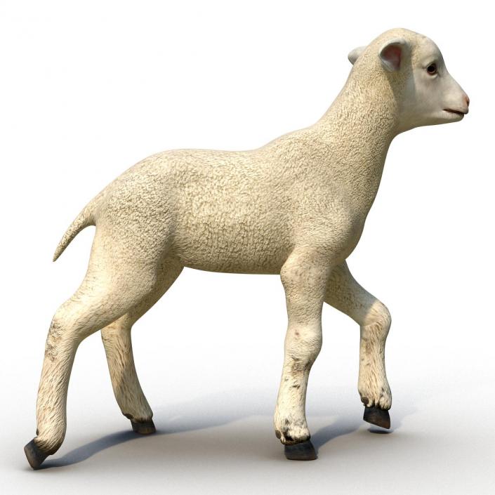 3D Lamb Pose 2