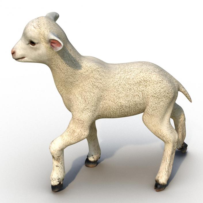 3D Lamb Pose 2