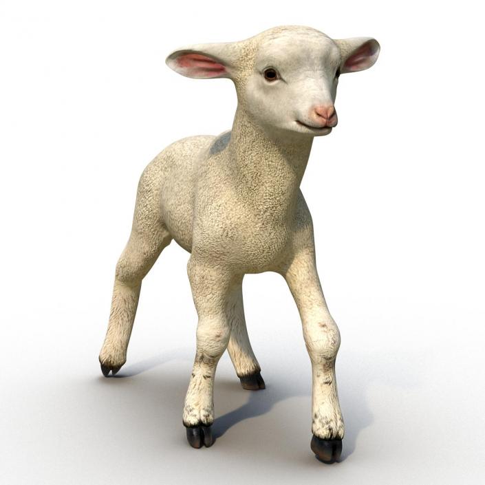 3D Lamb Pose 2