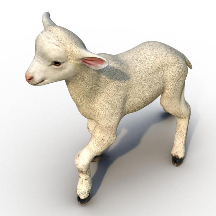 3D Lamb Pose 2