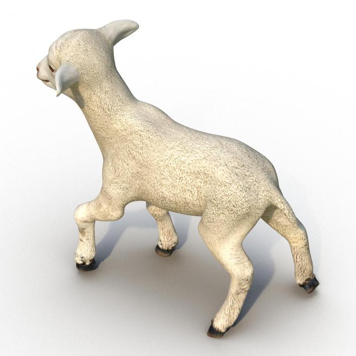 3D Lamb Pose 2