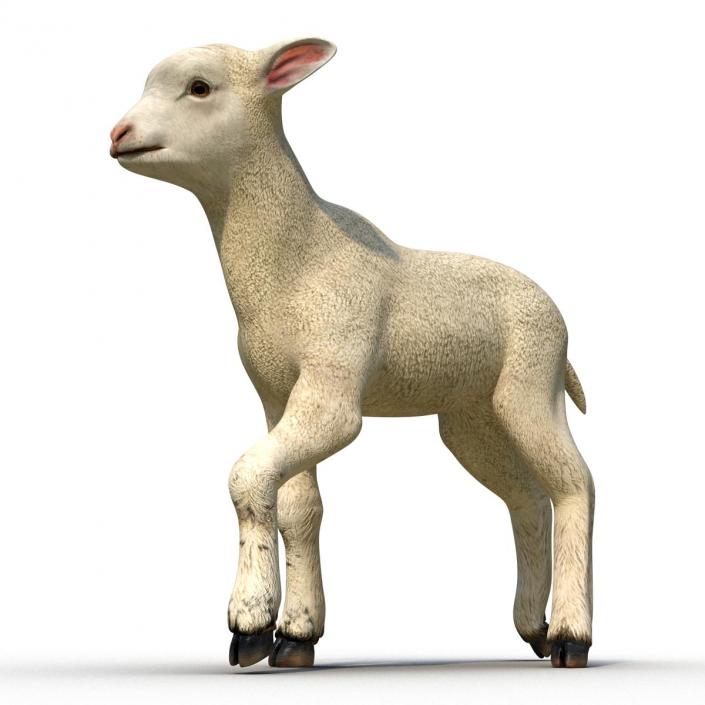 3D Lamb Pose 2