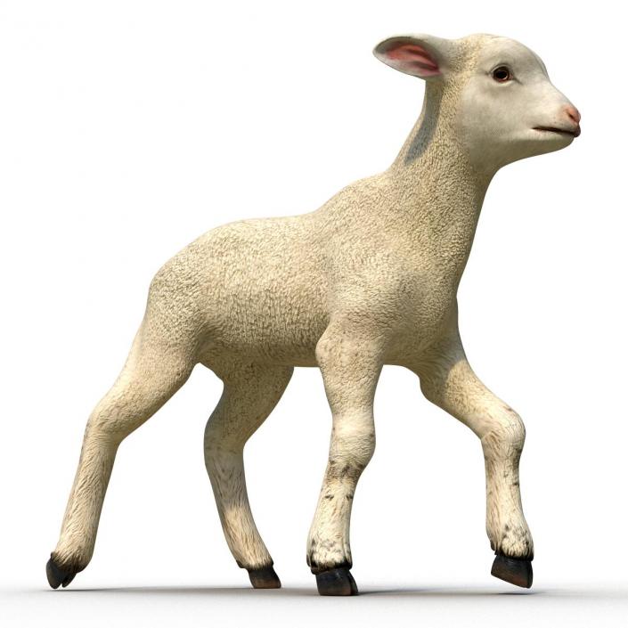 3D Lamb Pose 2