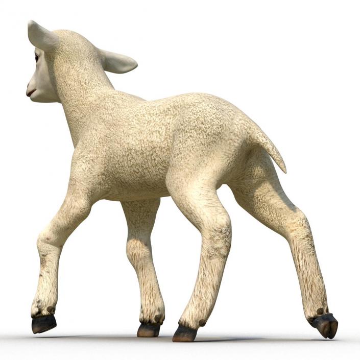 3D Lamb Pose 2