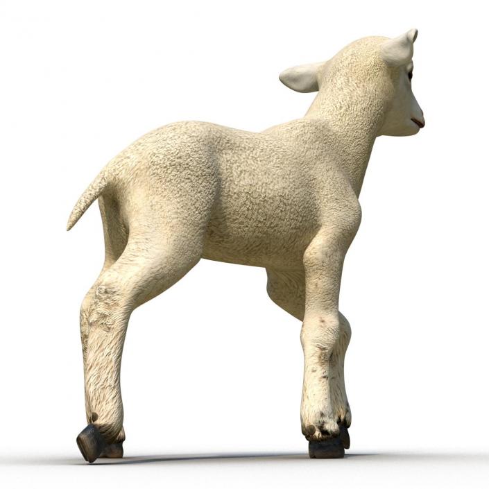 3D Lamb Pose 2