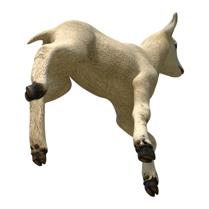 3D Lamb Pose 2