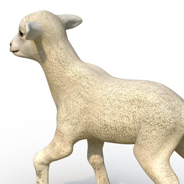 3D Lamb Pose 2