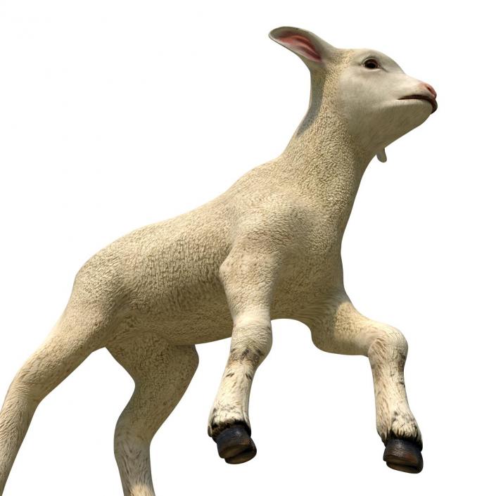 3D Lamb Pose 2