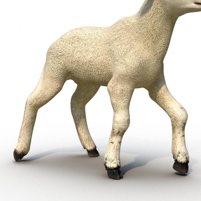 3D Lamb Pose 2