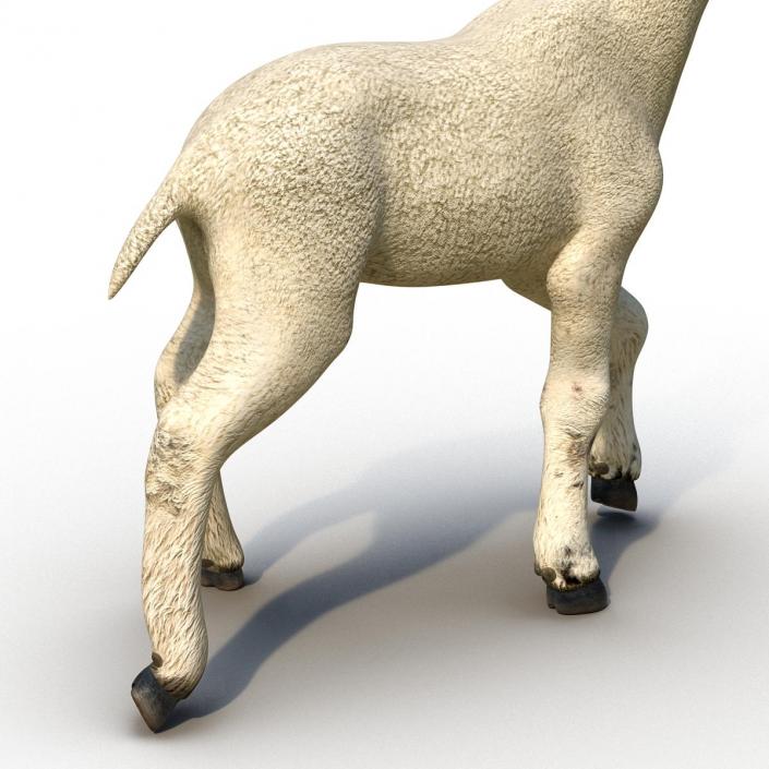 3D Lamb Pose 2