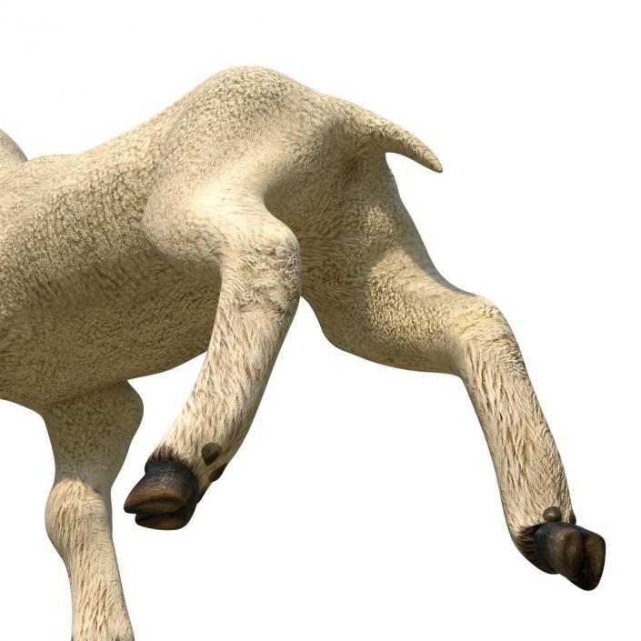 3D Lamb Pose 2