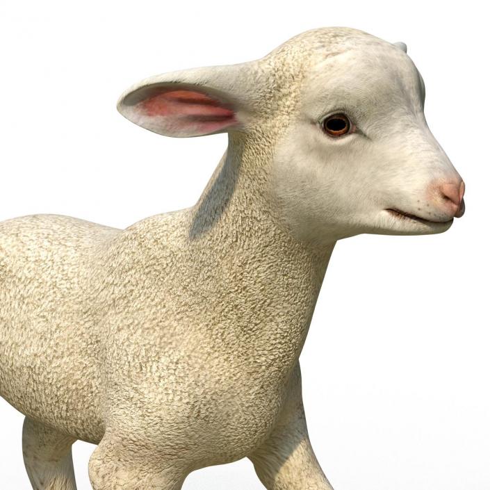 3D Lamb Pose 2