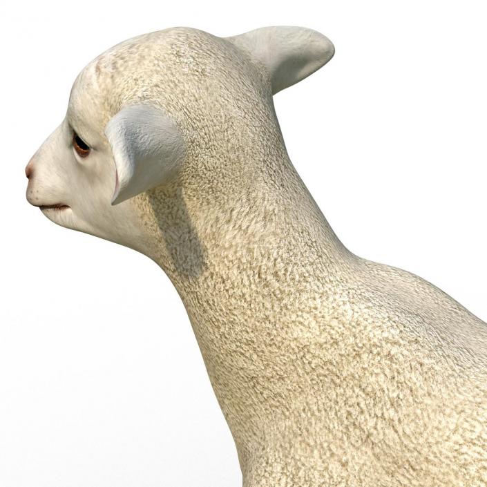 3D Lamb Pose 2