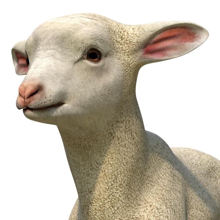 3D Lamb Pose 2