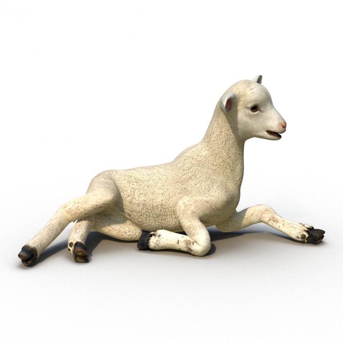 3D Lamb Pose 4