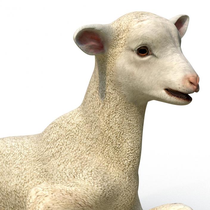 3D Lamb Pose 4