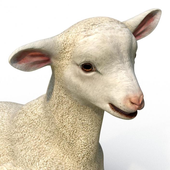 3D Lamb Pose 4