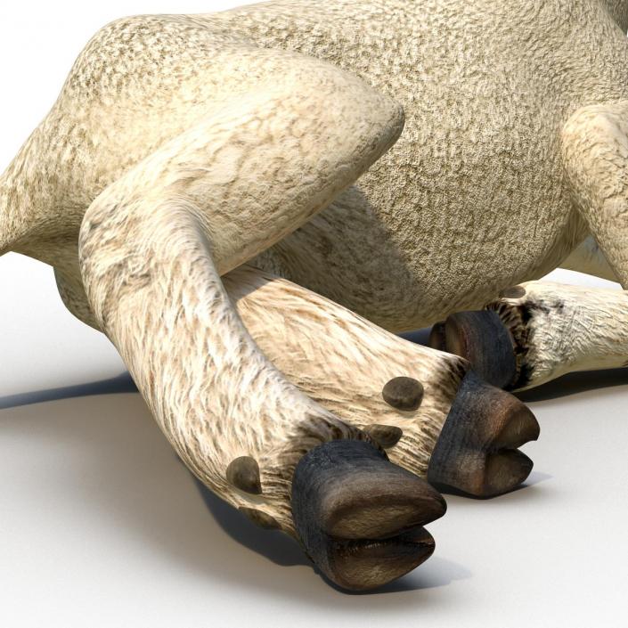 3D Lamb Pose 4