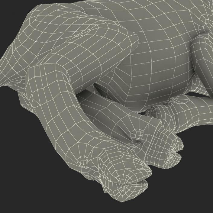 3D Lamb Pose 4