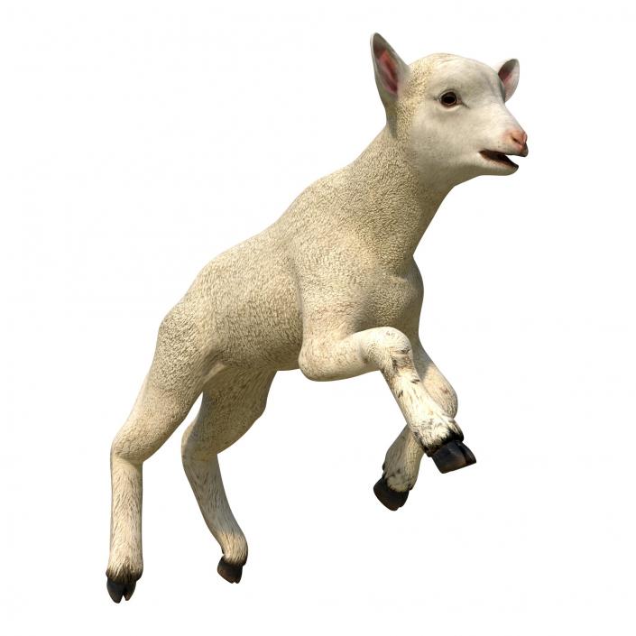 3D Lamb Pose 3