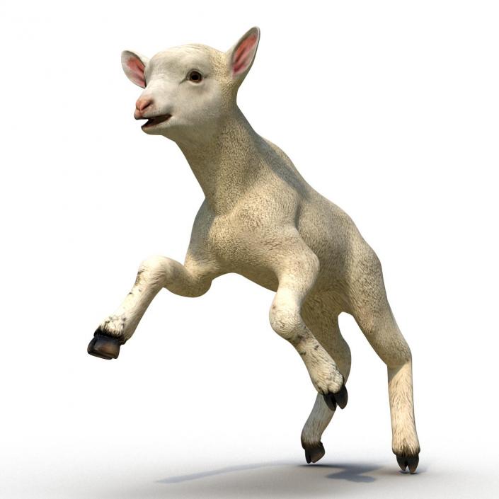 3D Lamb Pose 3