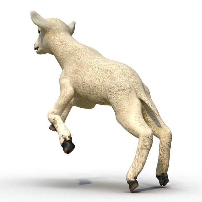 3D Lamb Pose 3