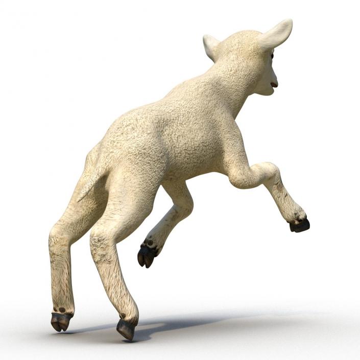 3D Lamb Pose 3