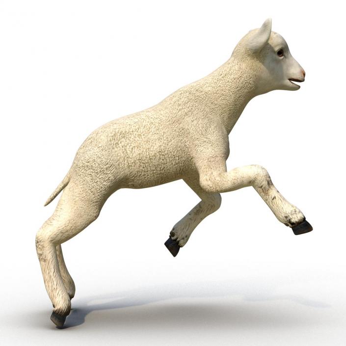 3D Lamb Pose 3