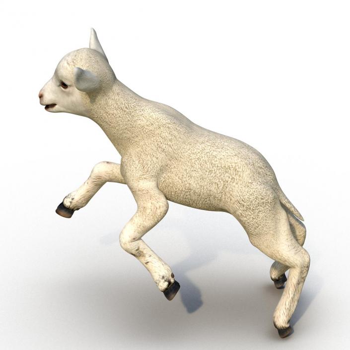 3D Lamb Pose 3