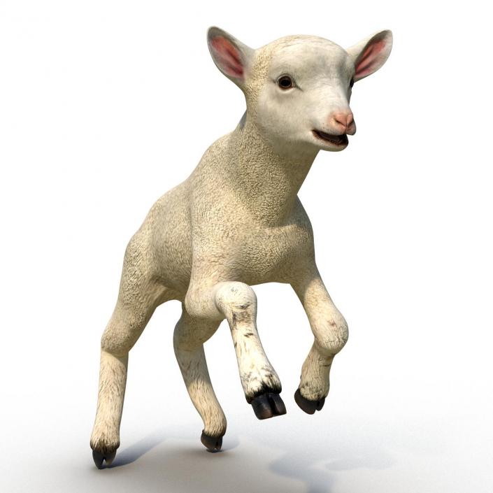 3D Lamb Pose 3