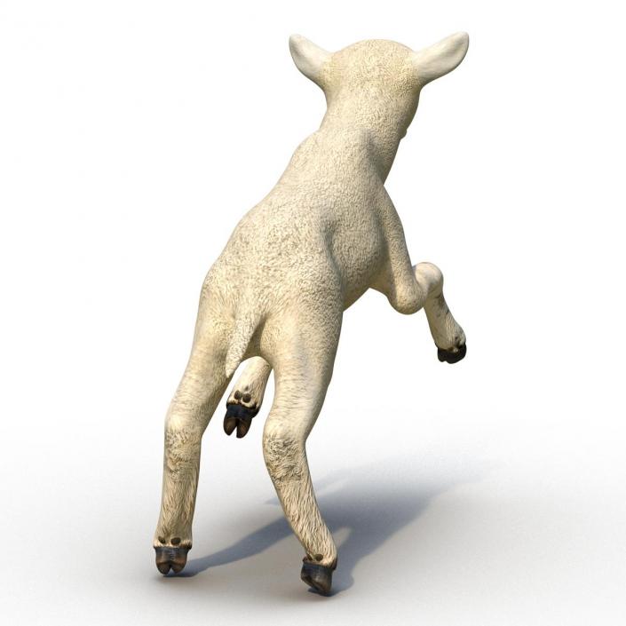 3D Lamb Pose 3