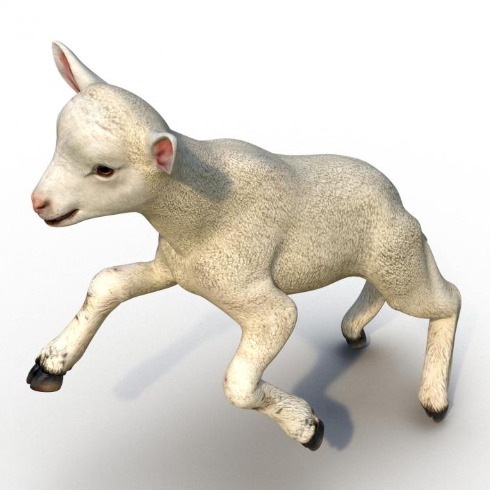 3D Lamb Pose 3