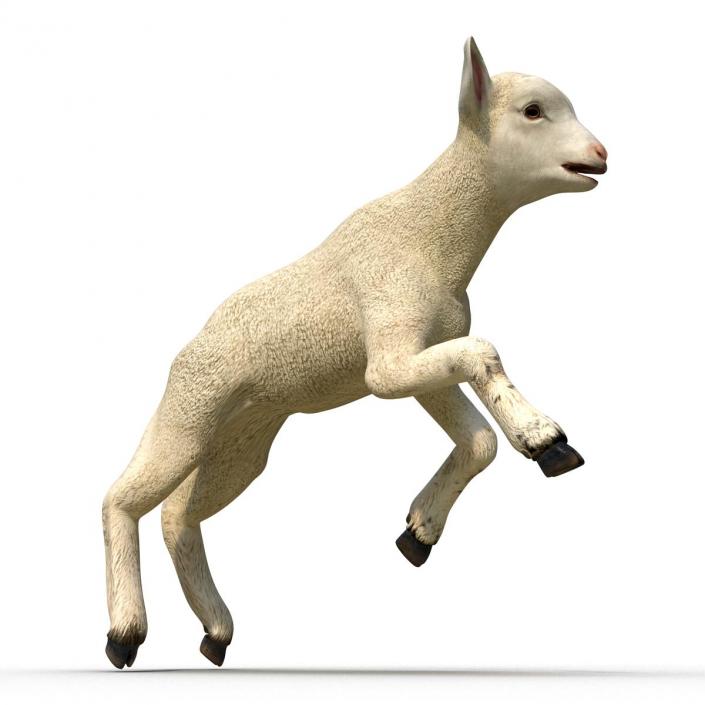 3D Lamb Pose 3