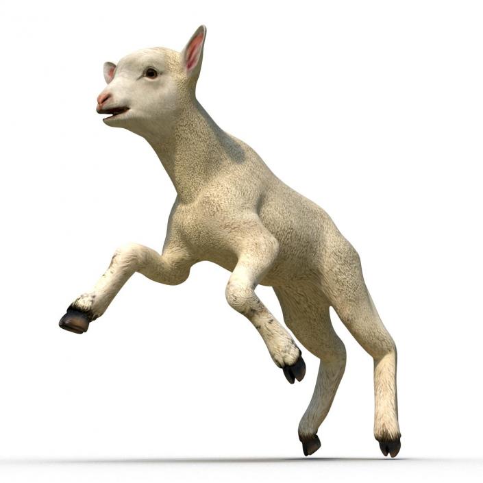 3D Lamb Pose 3