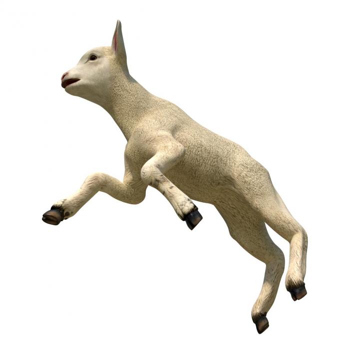 3D Lamb Pose 3