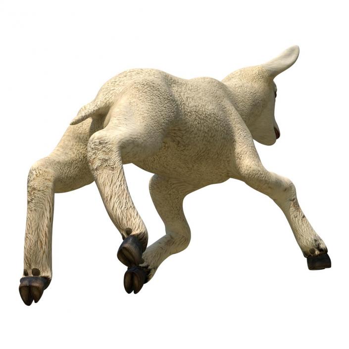 3D Lamb Pose 3