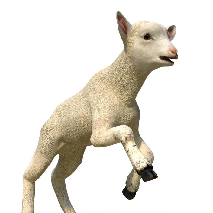 3D Lamb Pose 3